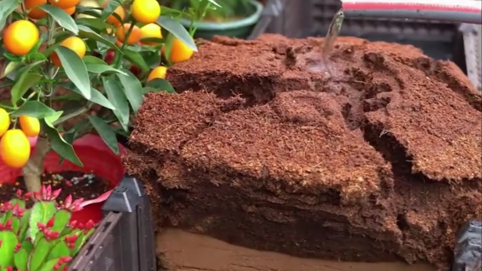 Coco coir brick expanding after water is added