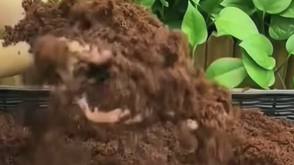 Gardener preparing coco coir for planting